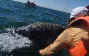 Petting a Gray Whale and Calf