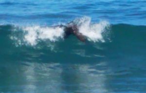 California Seal Surfing Wave