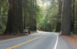 Cycling the Redwood Forest