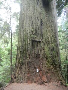 Boy Scout Tree Hike - Redwood Forest
