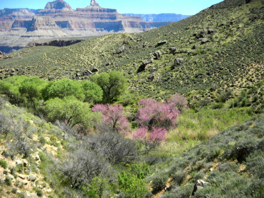 Grand Canyon In Bloom