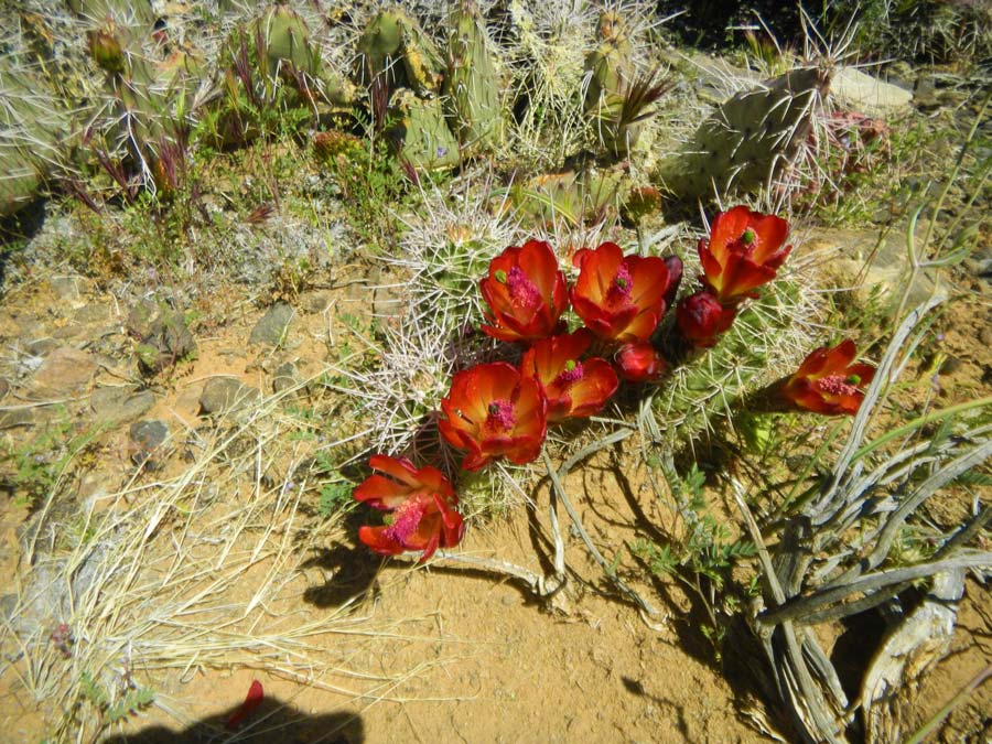Blooming Cactus Grand Canyon