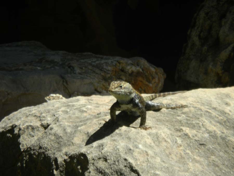 Lunch with a Lizard in the Grand Canyon