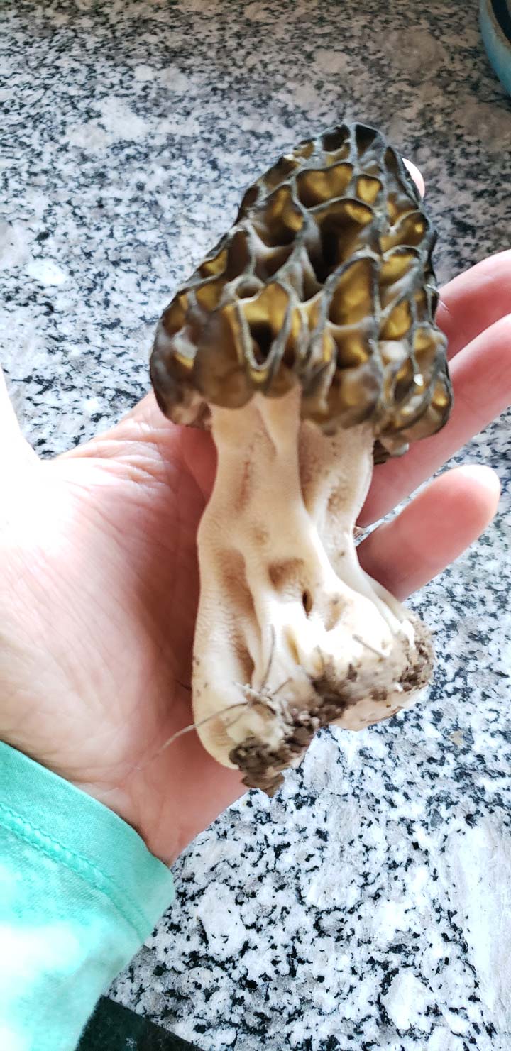 Morel Dinner is about to be served