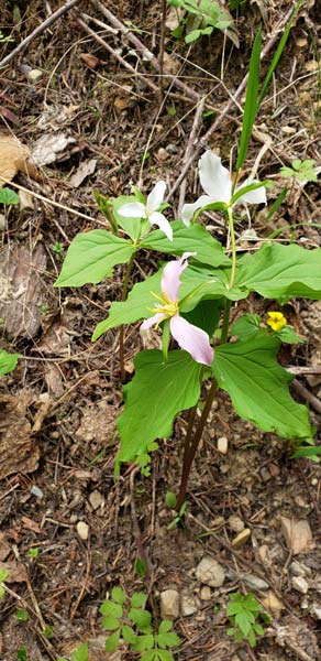 Young Trilliums