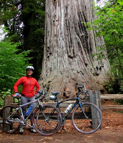 biking-the-giant-redwood-forest-.jpg