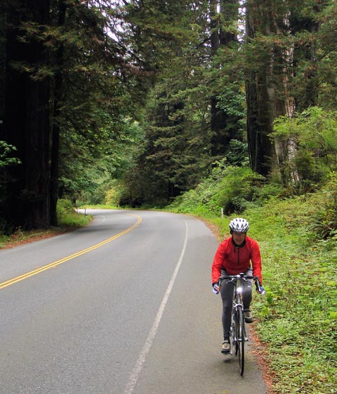 road-biking-through-redwoods.jpg