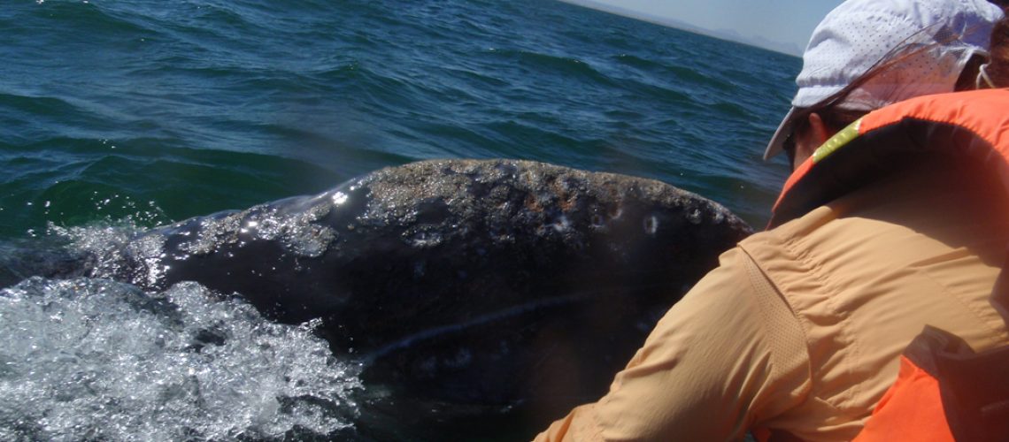 Petting a Gray Whale and Calf
