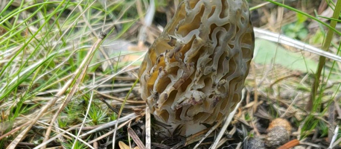 Mountain Bike Morel Mushroom Hunting